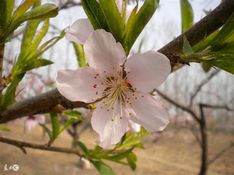 如何斬斷爛桃花|【怎麼斬桃花】怎麼斬桃花？斬斷爛桃花，告別孽緣！